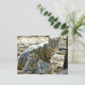 Carte Postale Howard the Greeter dit que les Bobcats sont sans n (Debout devant)