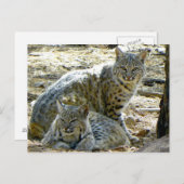 Carte Postale Howard the Greeter dit que les Bobcats sont sans n (Devant / Derrière)