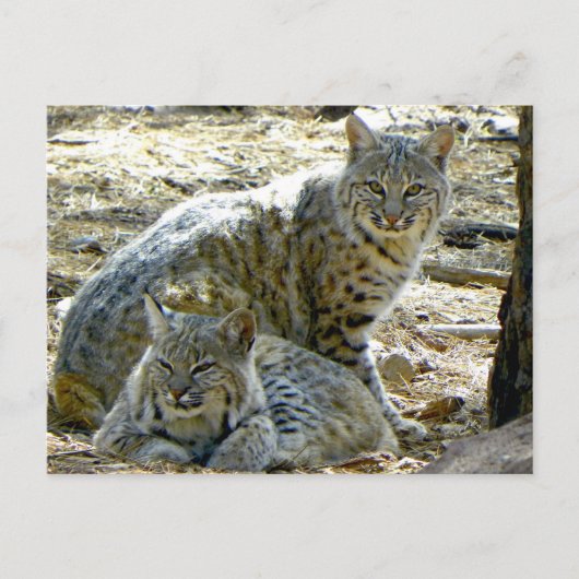 Carte Postale Howard the Greeter dit que les Bobcats sont sans n (Devant)