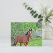 Carte Postale Howdy 2 (Debout devant)