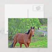 Carte Postale Howdy 2 (Devant / Derrière)