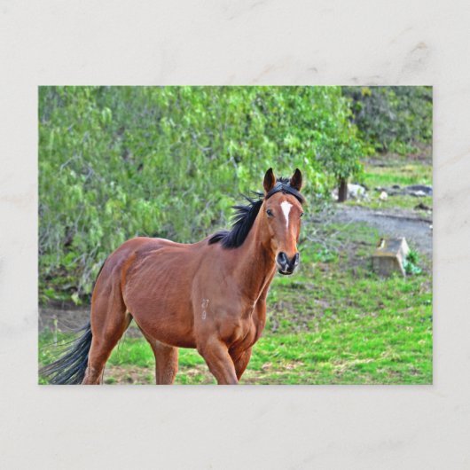 Carte Postale Howdy 2 (Devant)