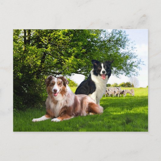 Carte Postale "Howdy & Buckeroo"  (Devant)