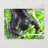 Carte Postale Howler Monkey, Belize (Devant)