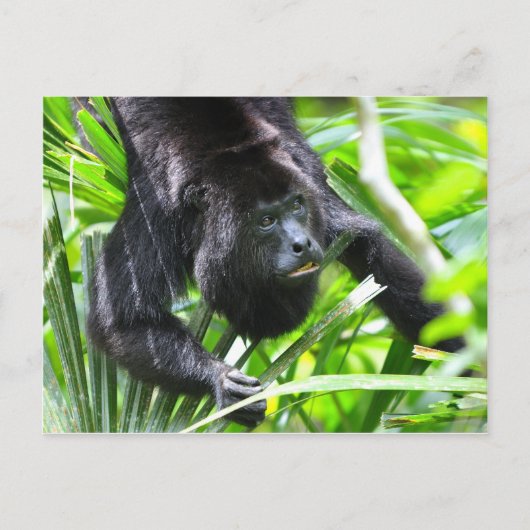 Carte Postale Howler Monkey, Belize (Devant)