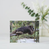 Carte Postale Howler Monkey Hangout (Debout devant)