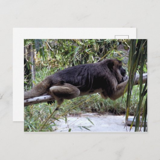 Carte Postale Howler Monkey Hangout (Devant / Derrière)