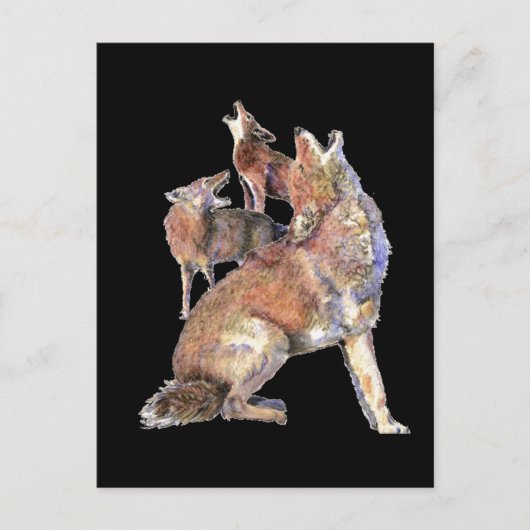 Carte Postale Howling Coyote Pack, Animal, Nature (Devant)