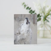 Carte Postale Howling Grey Wolf (Debout devant)