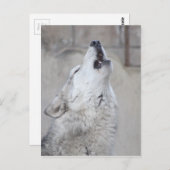 Carte Postale Howling Grey Wolf (Devant / Derrière)