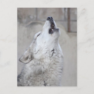 Carte Postale Howling Grey Wolf