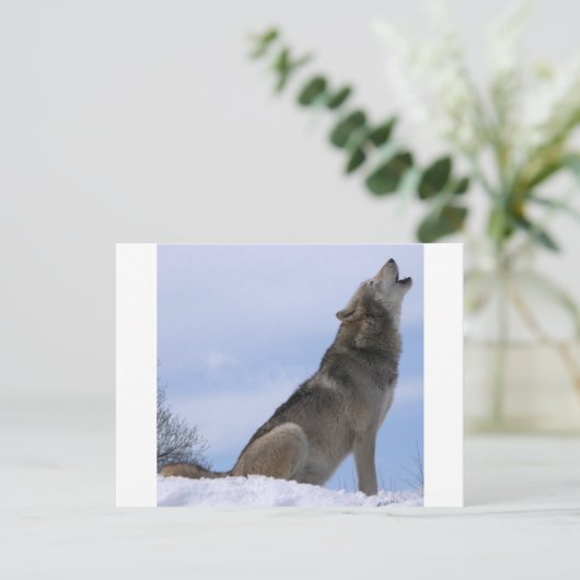 Carte Postale Howling Wolf (Debout devant)