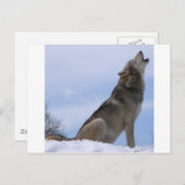 Carte Postale Howling Wolf (Devant / Derrière)