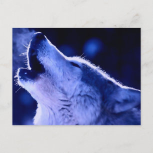 Carte Postale Howling Wolf