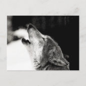Carte Postale Howling Wolf (Devant)