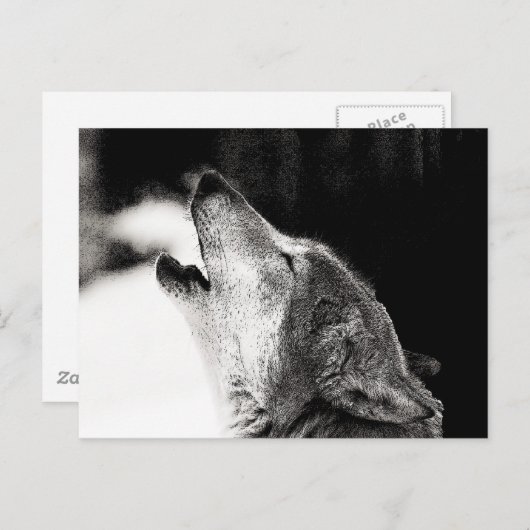 Carte Postale Howling Wolf (Devant / Derrière)