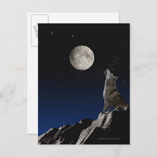Carte Postale Howling Wolf (Devant / Derrière)