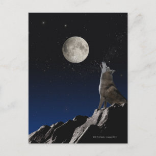 Carte Postale Howling Wolf