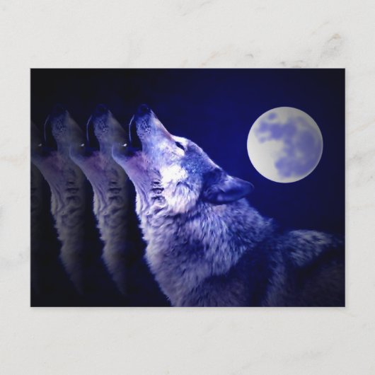 Carte Postale Howling Wolf (Devant)