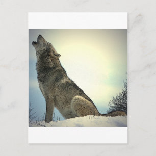 Carte Postale Howling Wolf