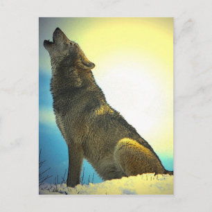 Carte Postale Howling Wolf au coucher du soleil