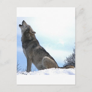 Carte Postale Howling Wolf in Snow