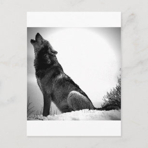 Carte Postale Howling Wolf in Snow