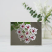 Carte Postale Hoya lanceolata ssp. bella (Debout devant)
