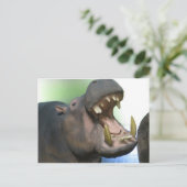 Carte Postale Hppo (Debout devant)