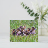 Carte postale Huddle (Debout devant)