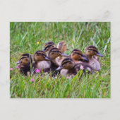 Carte postale Huddle (Devant)