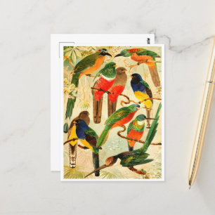 Carte Postale Hudú, Surucuás, Arirámbas de la forêt vierge