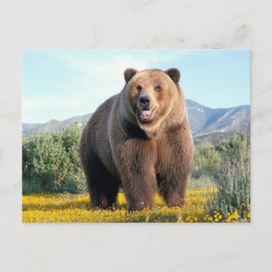 Carte Postale Huge Brown Bear (Devant)