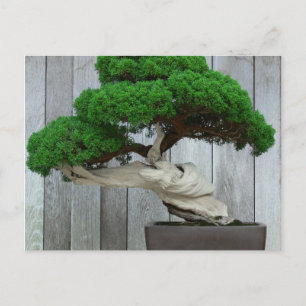Carte Postale Huge Juniper Bonsai