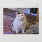 Carte postale Huh Cat Meme (Devant)