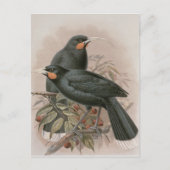 Carte Postale Huia (Devant)