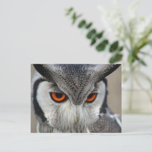 Carte Postale huilen (Debout devant)