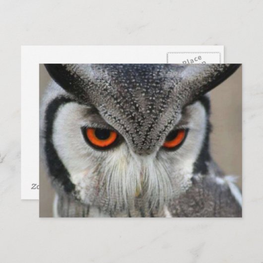 Carte Postale huilen (Devant / Derrière)