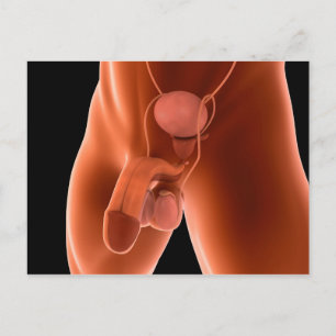 Carte Postale Human Male Reproductive System 6