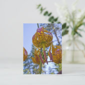 Carte Postale Humboldt Lily (Debout devant)