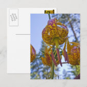 Carte Postale Humboldt Lily (Devant / Derrière)