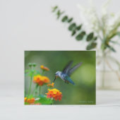 Carte Postale Hummer of a Hummingbird ! (Debout devant)