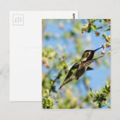 Carte Postale Humming Bird (Devant / Derrière)