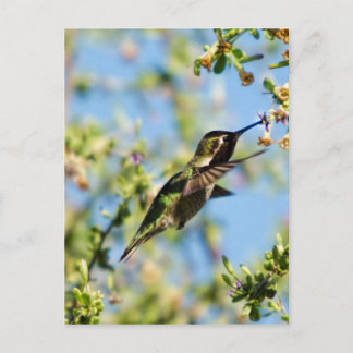 Carte Postale Humming Bird