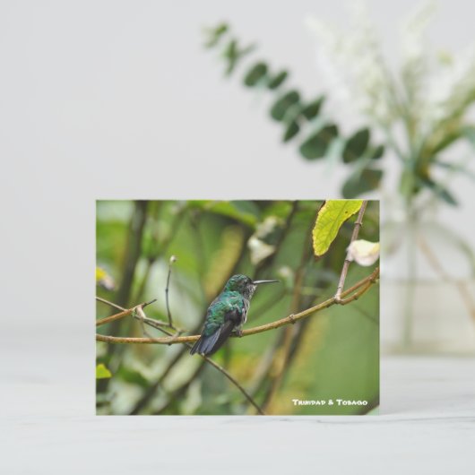 Carte Postale Humming Bird (Debout devant)