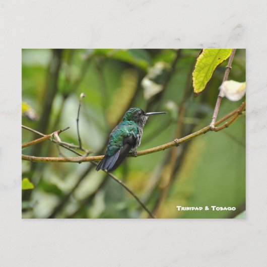 Carte Postale Humming Bird (Devant)
