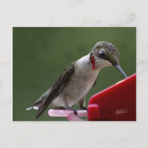 Carte Postale Humming Bird En Géorgie