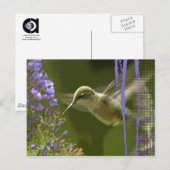 Carte Postale Humming Bird Harmony (Devant / Derrière)