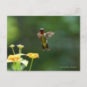 Carte Postale Humming by to say Hi ! (Devant)