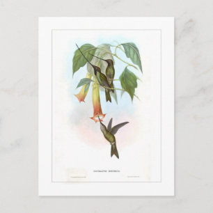 Carte Postale Hummingbird